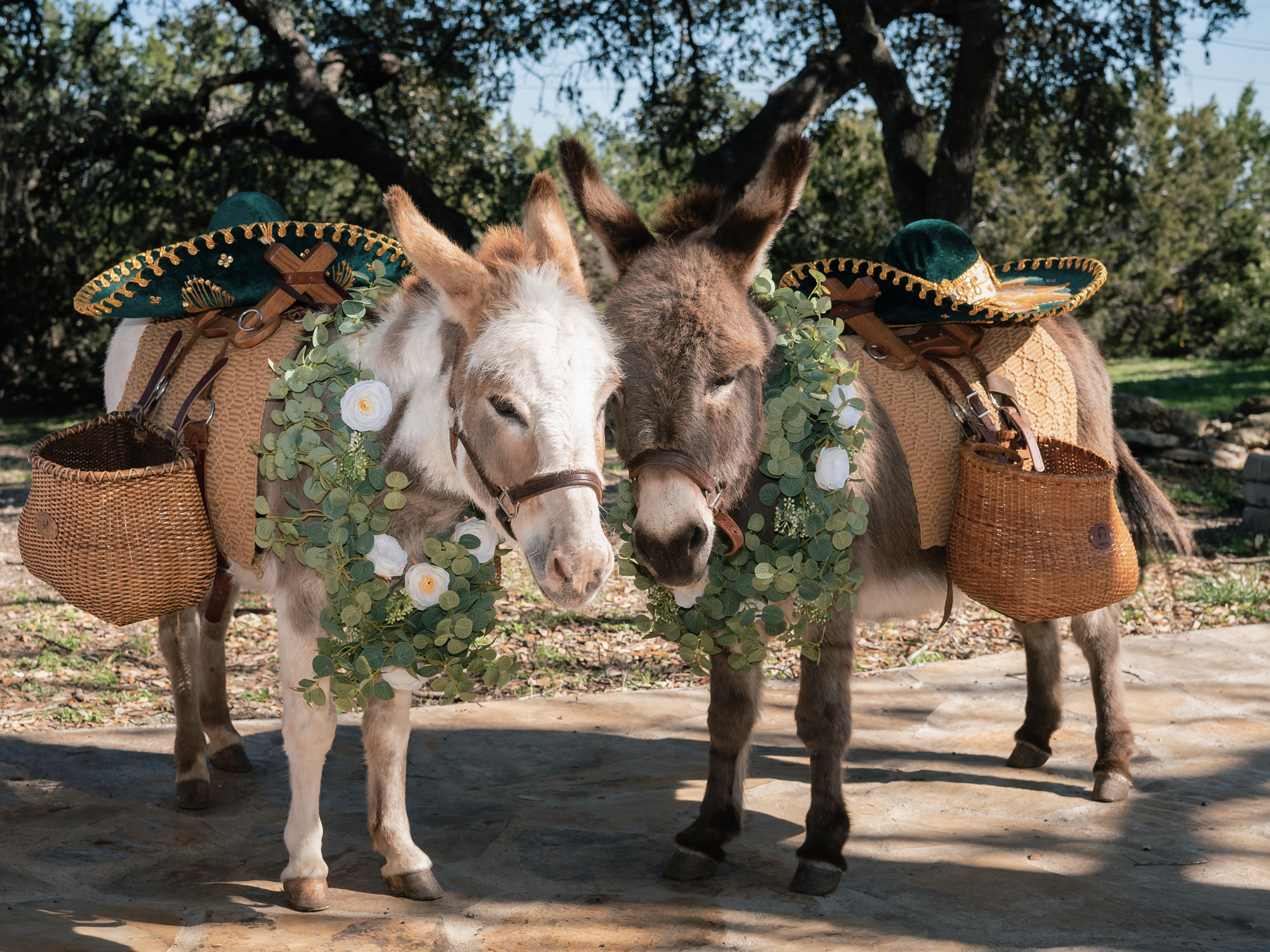 Two donkeys dressed in sombreros and garlands