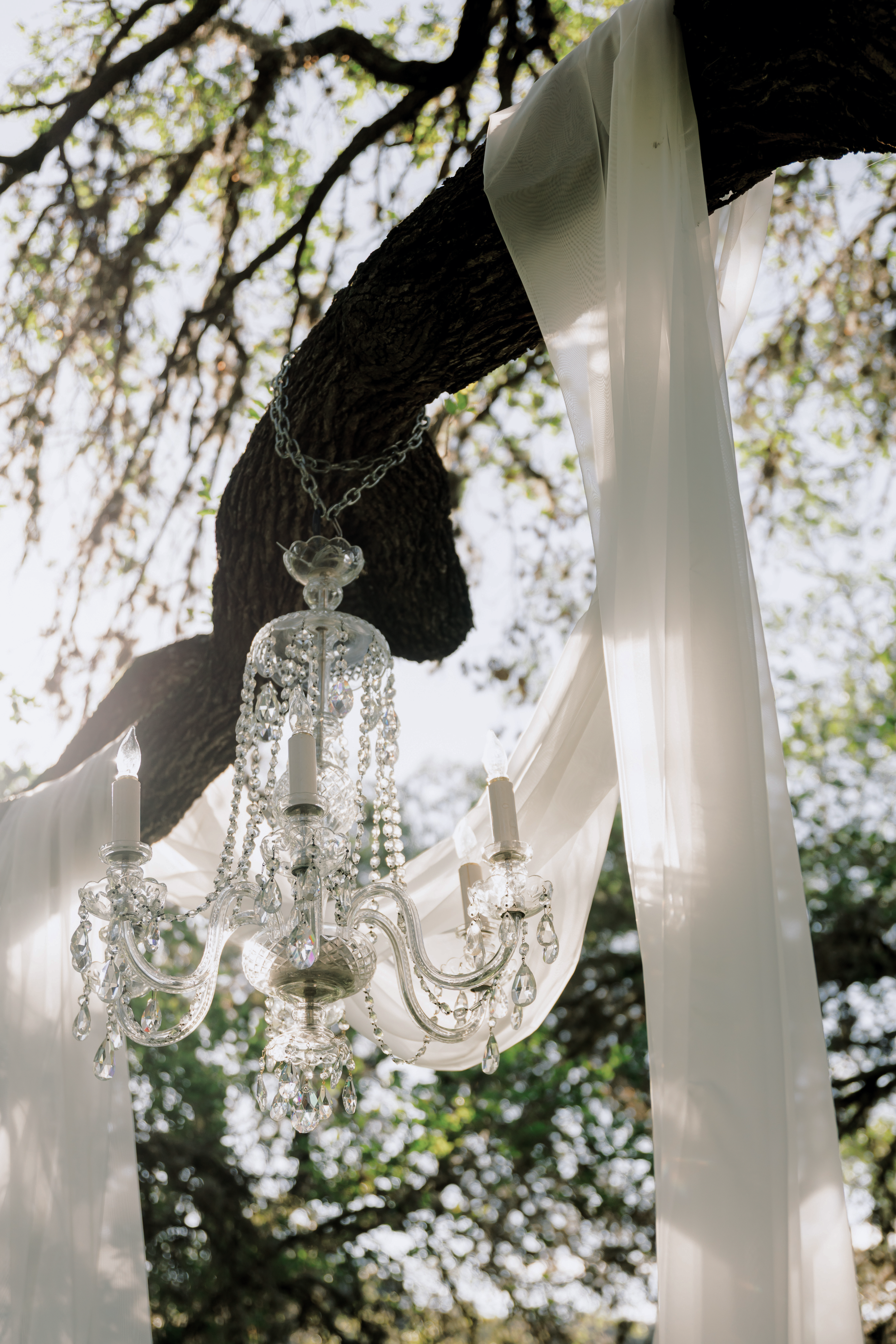 A crystal chandelier hung from the oak with draped fabric